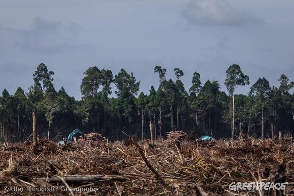 Deforestation at APRIL Concession in Riau © Ulet Ifansasti / Greenpeace