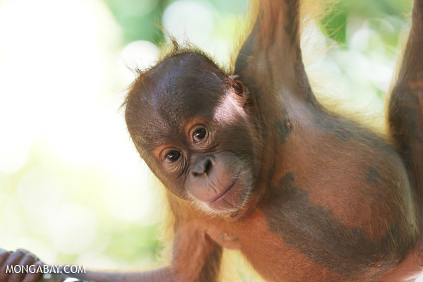 A baby orangutan in North Sumatra. The species is critically endangered. Photo: Rhett A. Butler