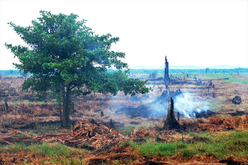 Land clearing on peatland, Indonesia. Photo by Ryan Woo/CIFOR