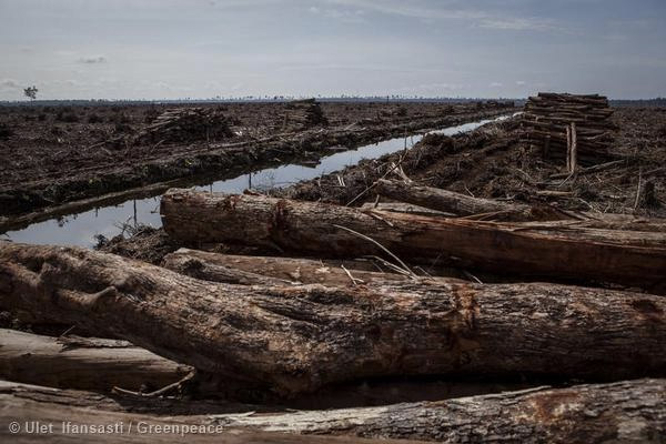 Piles of rainforest logs next to a drainage canal in Nov 2014. Photo courtesy of Greenpeace 