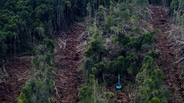 An aerial photo taken by Greenpeace shows a subsidiary firm of APRIL clearing peatland forests in May 2014 to make way for a pulp plantation on Indonesia's Padang Island.