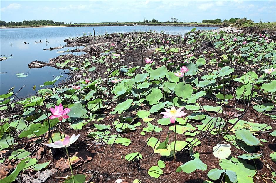 Exposed: The water level of the storage pond nearest to the Raja Muda Forest Reserve is so low that the lotus plants are exposed.