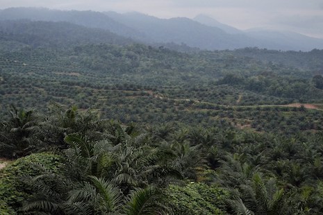 <p>A vast area of palm oil plantation in the district of Langkat on Indonesia's Sumatra island (AFP Photo/Sutanta Aditya)</p><p> </p>