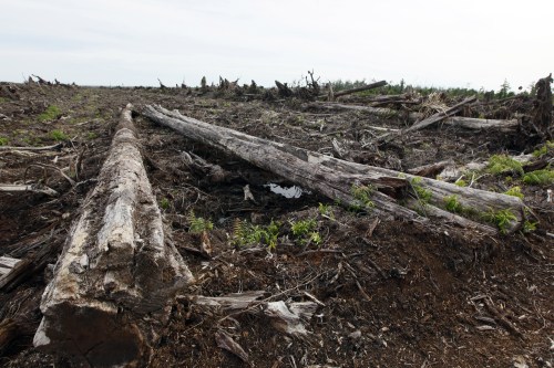 Cleared land is seen at a palm oil plantation belongs to PT Kalista Alam at Tripa peat swamp in Nagan raya, Aceh province, Indonesia, September 29, 2012. (Dita Alangkara)