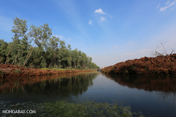 Acacia plantation on a peat soils Riau, Sumatra. Photo by Rhett A. Butler
