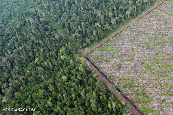 Deforestation in Riau.